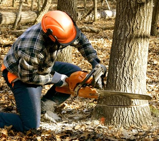Tree Removal in Gage, OK